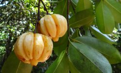 Garcinia Cambogia - Just a Fad?