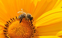 Bee Venom for Lyme Disease?