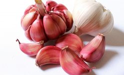 The Healing Power of Garlic