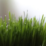 The Amazing Health Benefits of Wheatgrass