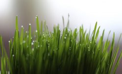 The Amazing Health Benefits of Wheatgrass