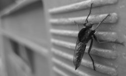 5 Natural Insect Repellents