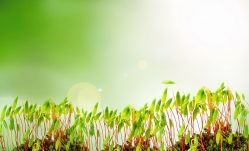 Nutritional Benefits of Vegetable Sprouts