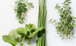 Easy to Grow Organic Herbs