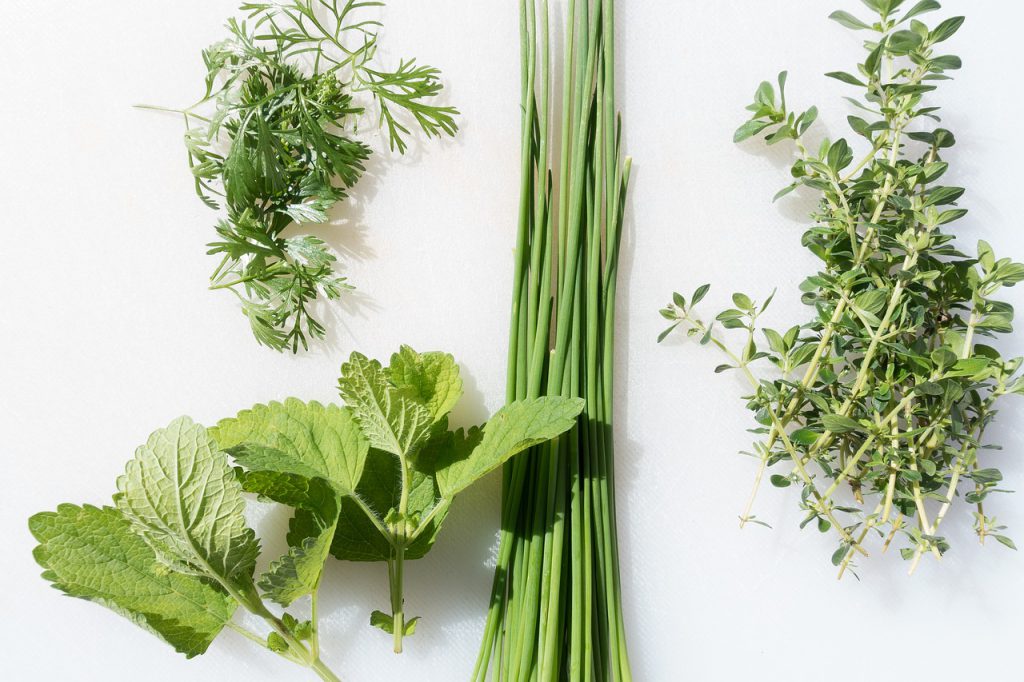 Easy to Grow Organic Herbs