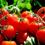 Tomatoes as a Remedy for a Variety of Illnesses