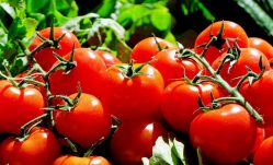 Tomatoes as a Remedy for a Variety of Illnesses