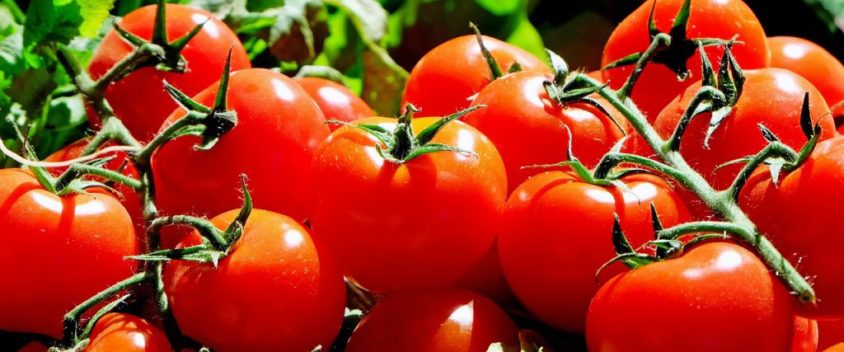 Tomatoes as a Remedy for a Variety of Illnesses