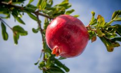 The Health Benefits of Pomegranate