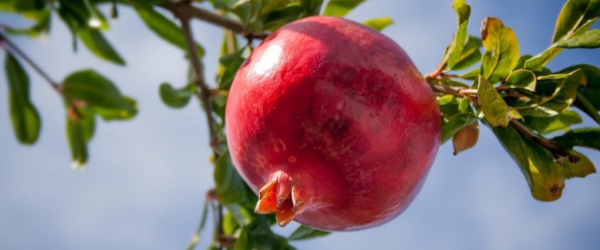 The Health Benefits of Pomegranate