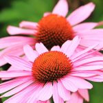 The Benefits of Echinacea on Health and Well-Being