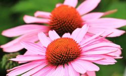 The Benefits of Echinacea on Health and Well-Being