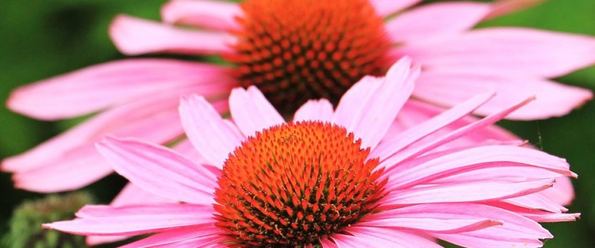 The Benefits of Echinacea on Health and Well-Being