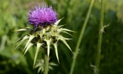 The Benefits of Milk Thistle