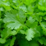 Discover the Healing Power of Parsley