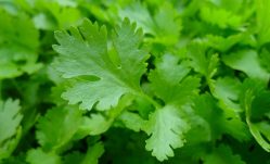 Discover the Healing Power of Parsley