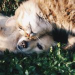 5 Natural Ways to Settle Your Pet’s Upset Stomach