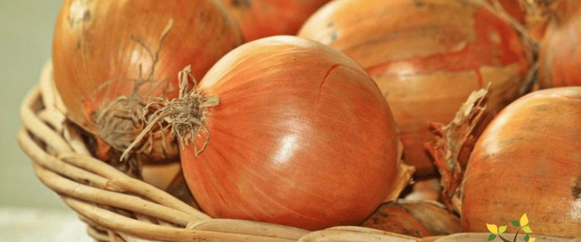 The Unexpected Health Benefits of Onions